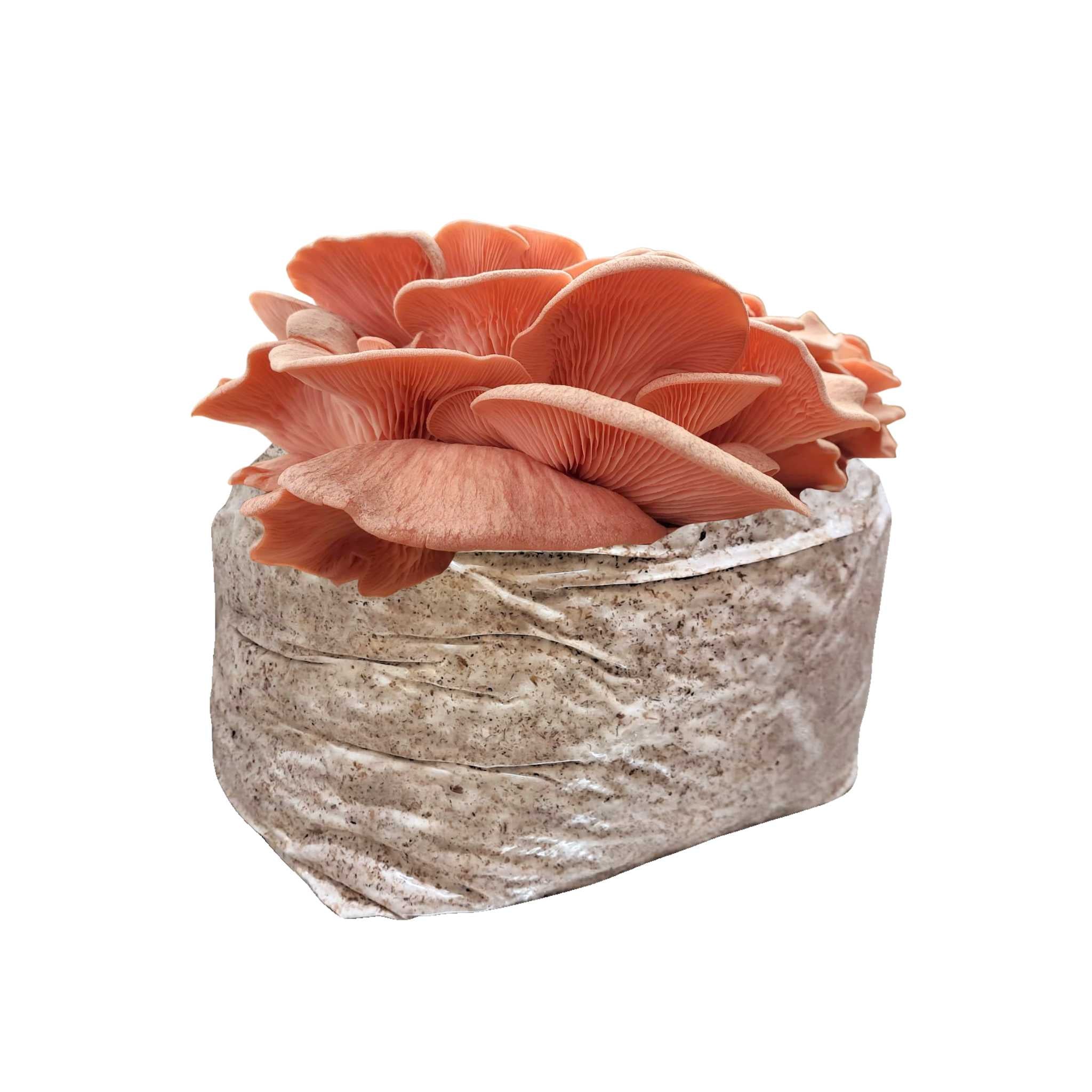 Pink_Oyster_3c081a87-6b11-436b