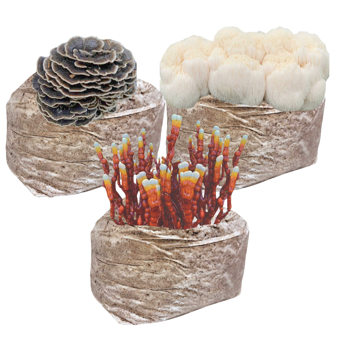 Adaptogenic Mushroom Growing Bundle - 5lb Colonized Blocks