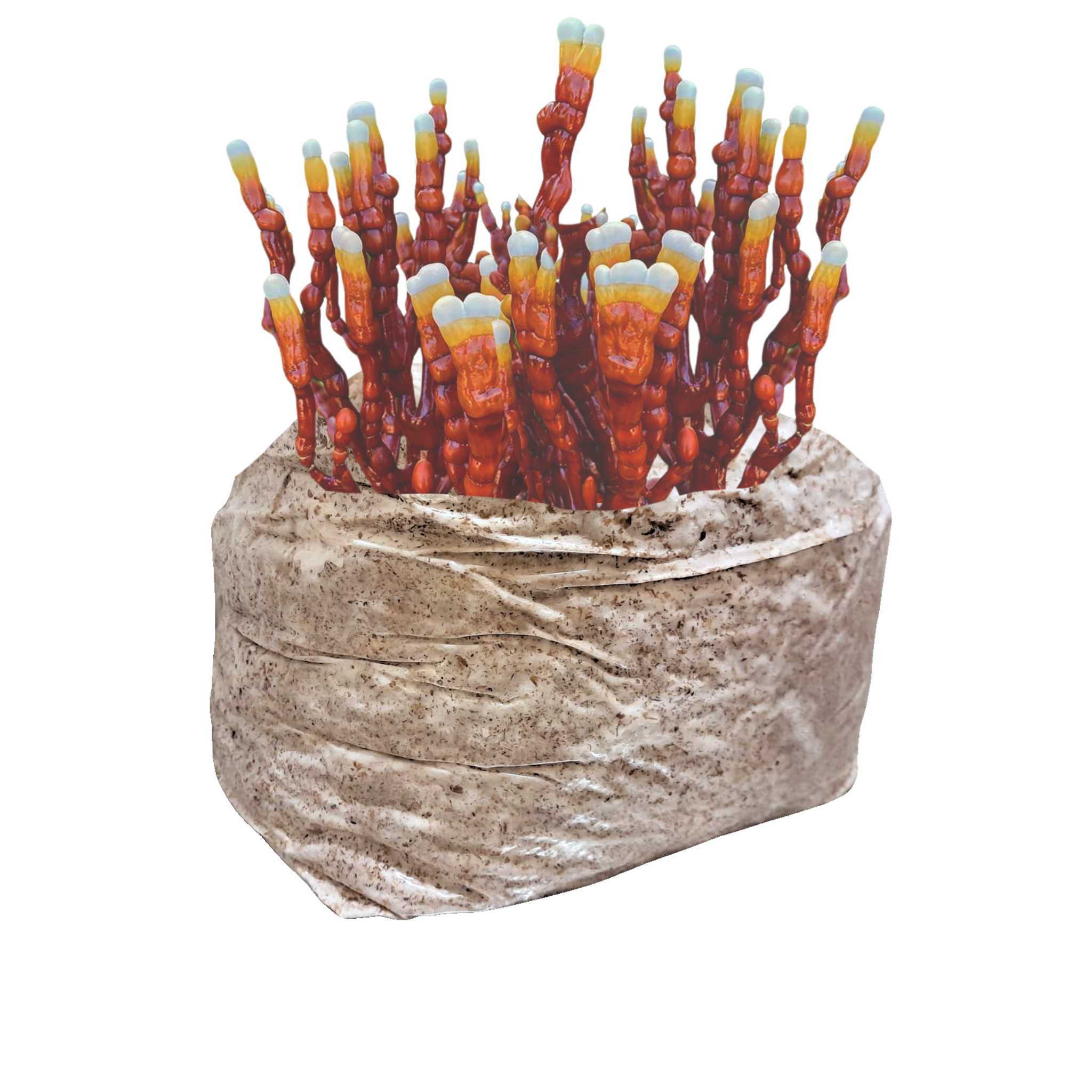 Antler Reishi Mushroom Block - 5lb Colonized