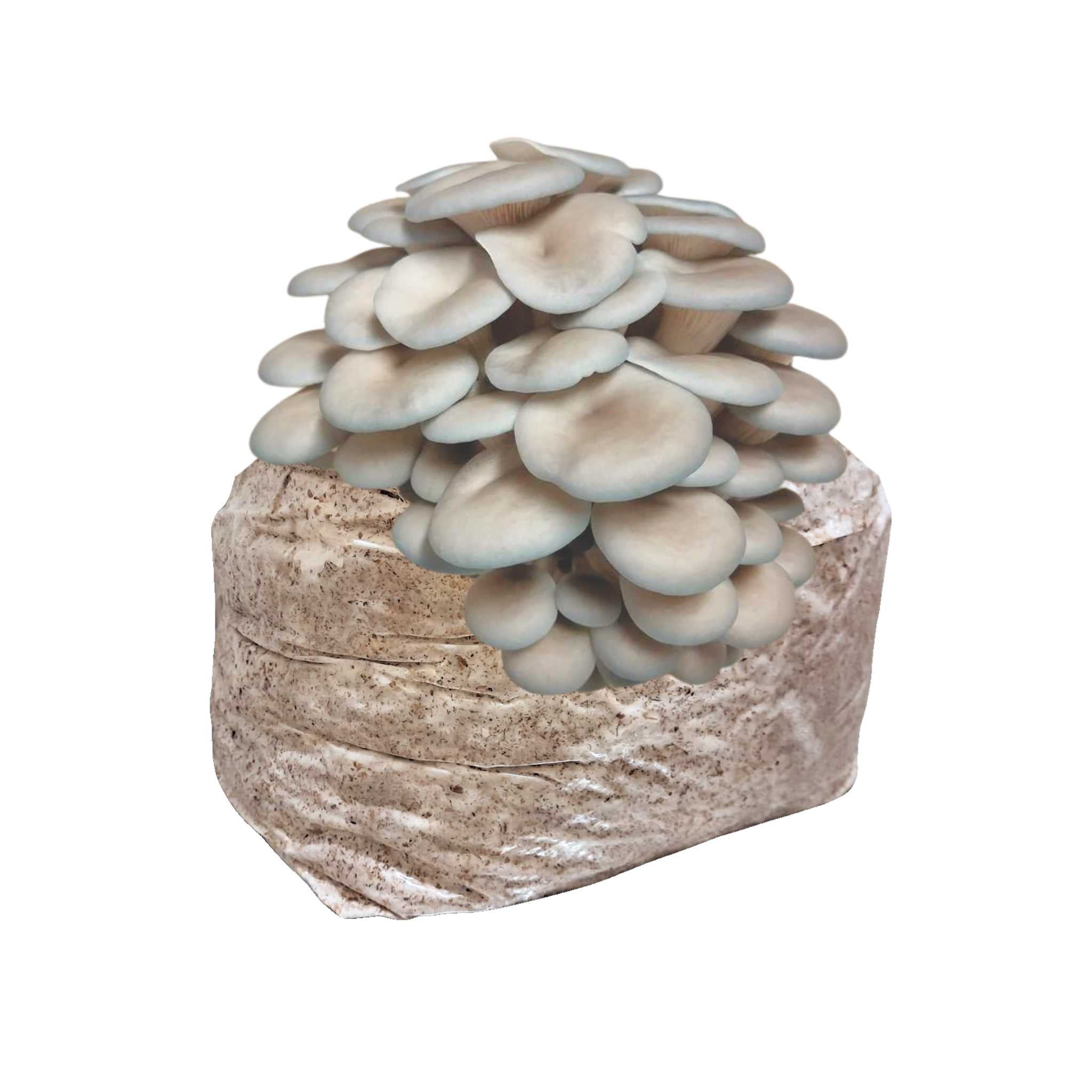 Blue Oyster Mushroom Block - 5lb Colonized