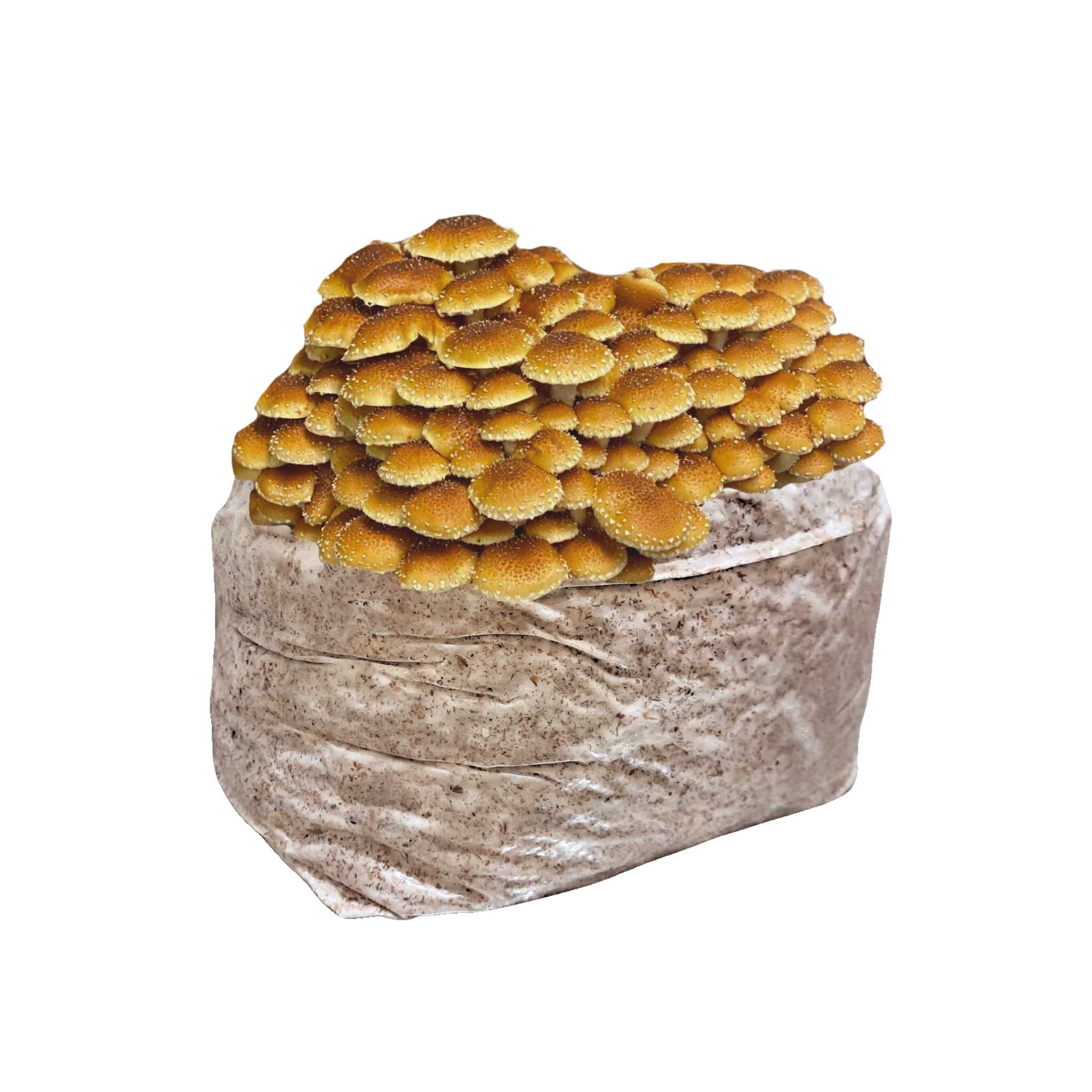 Chestnut Mushroom Block - 5lb Colonized