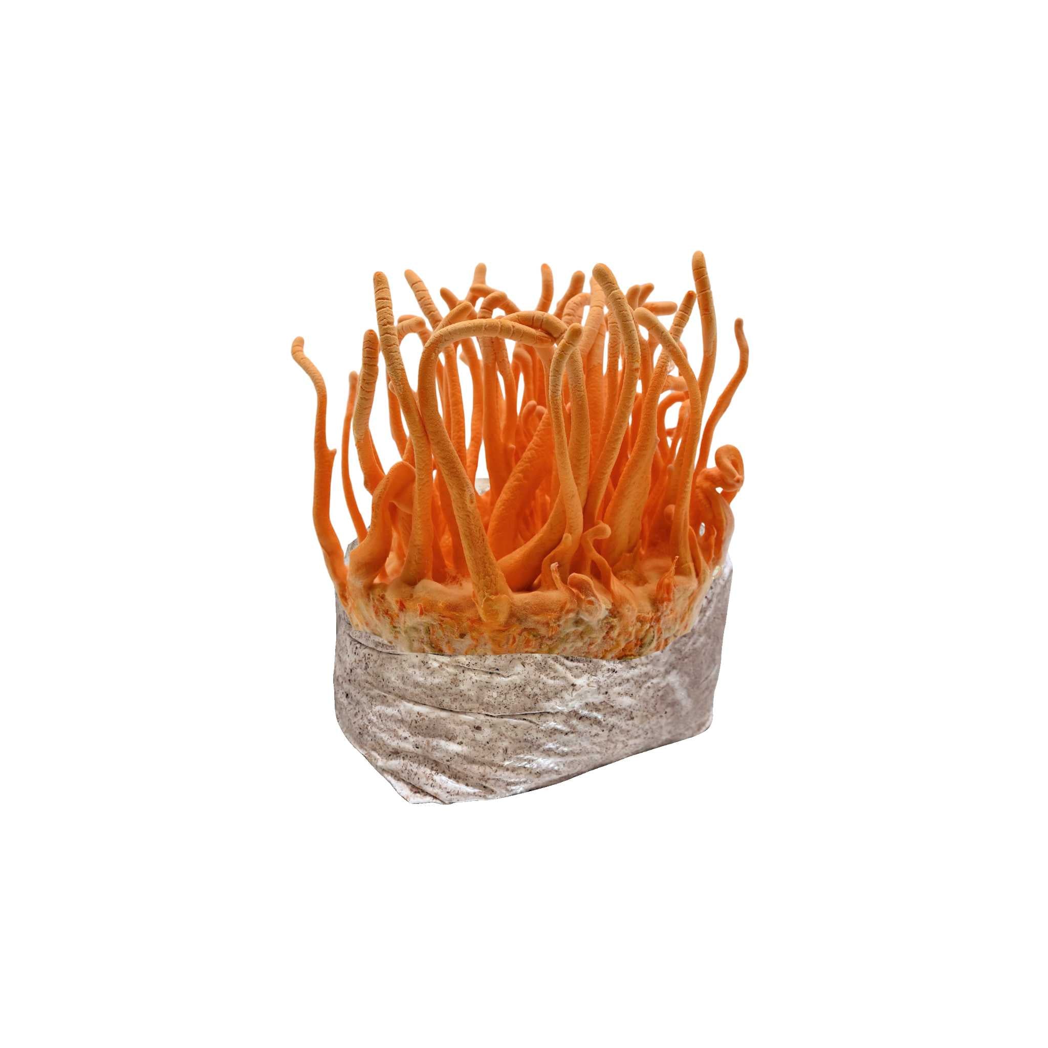Cordycep Mushroom Block - 2lb Colonized
