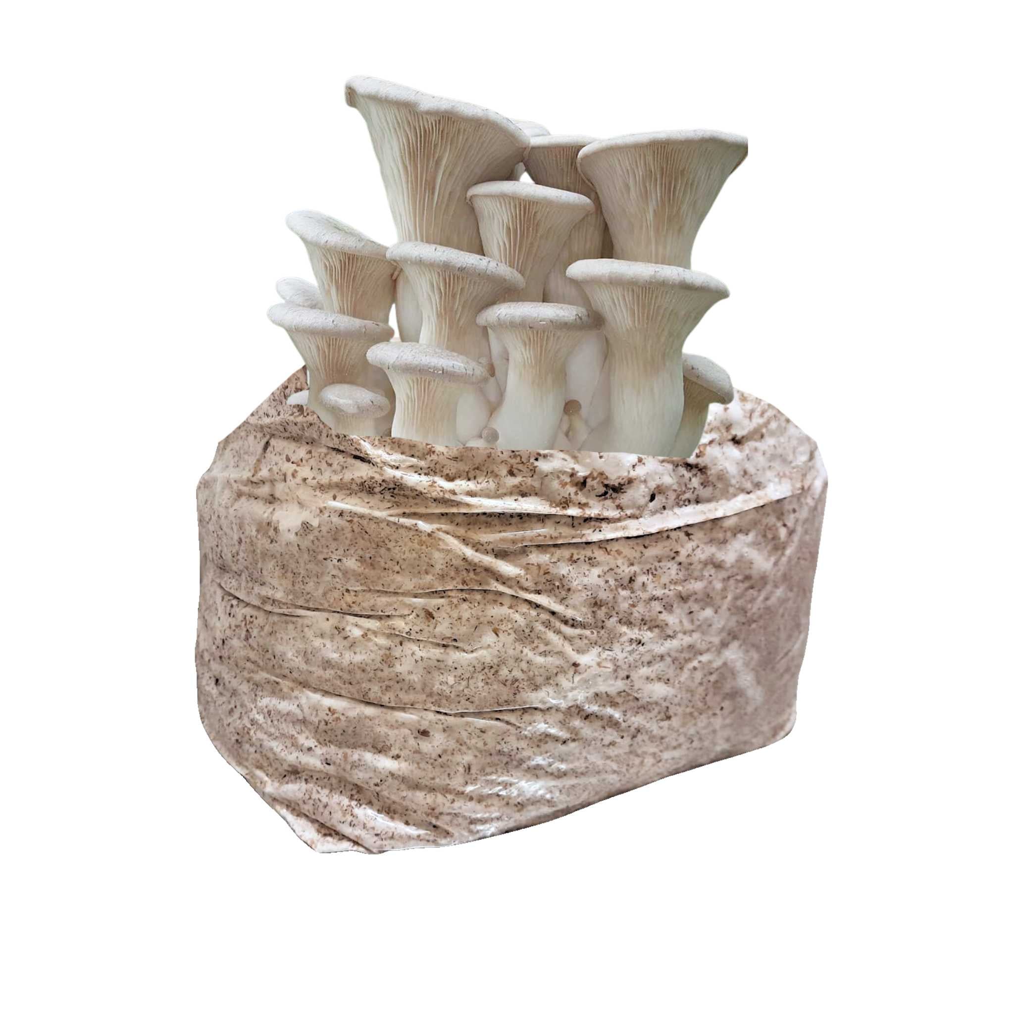 King Trumpet Mushroom Block - 5lb Colonized