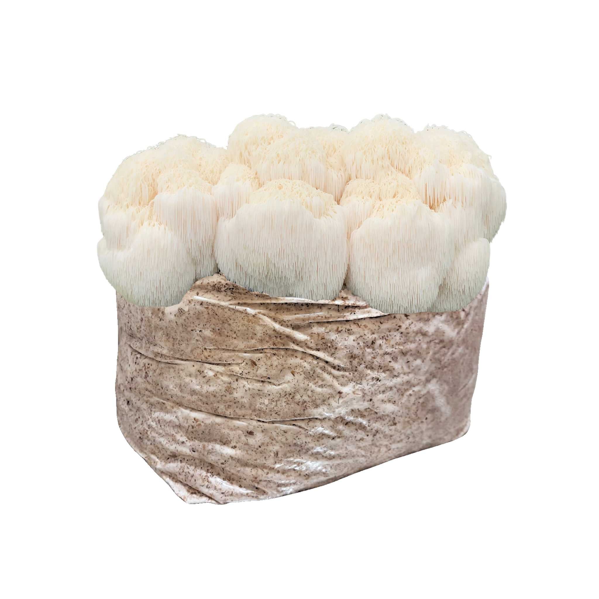 Lion's Mane Mushroom Block - 5lb Colonized