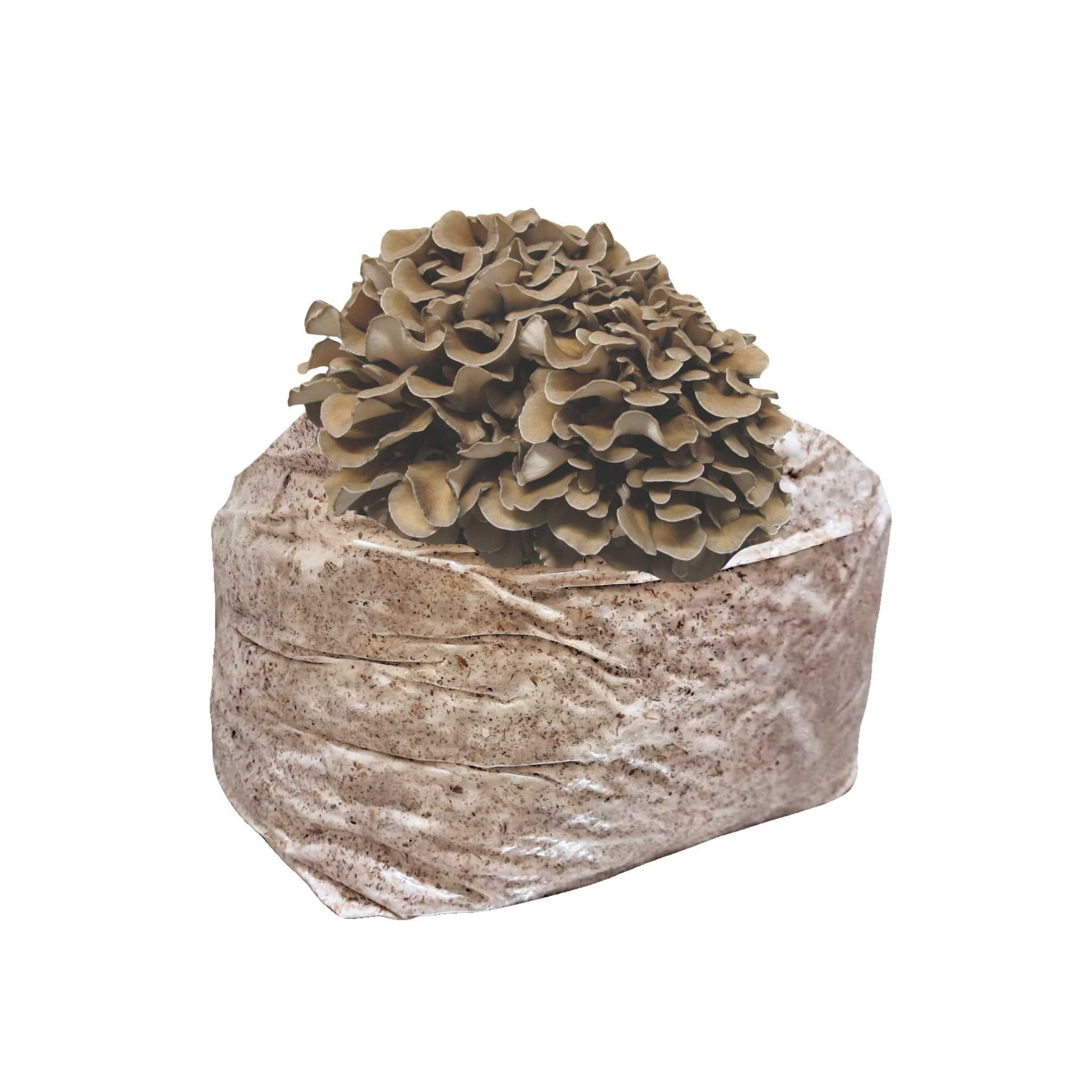 Maitake Mushroom Block - 5lb Colonized