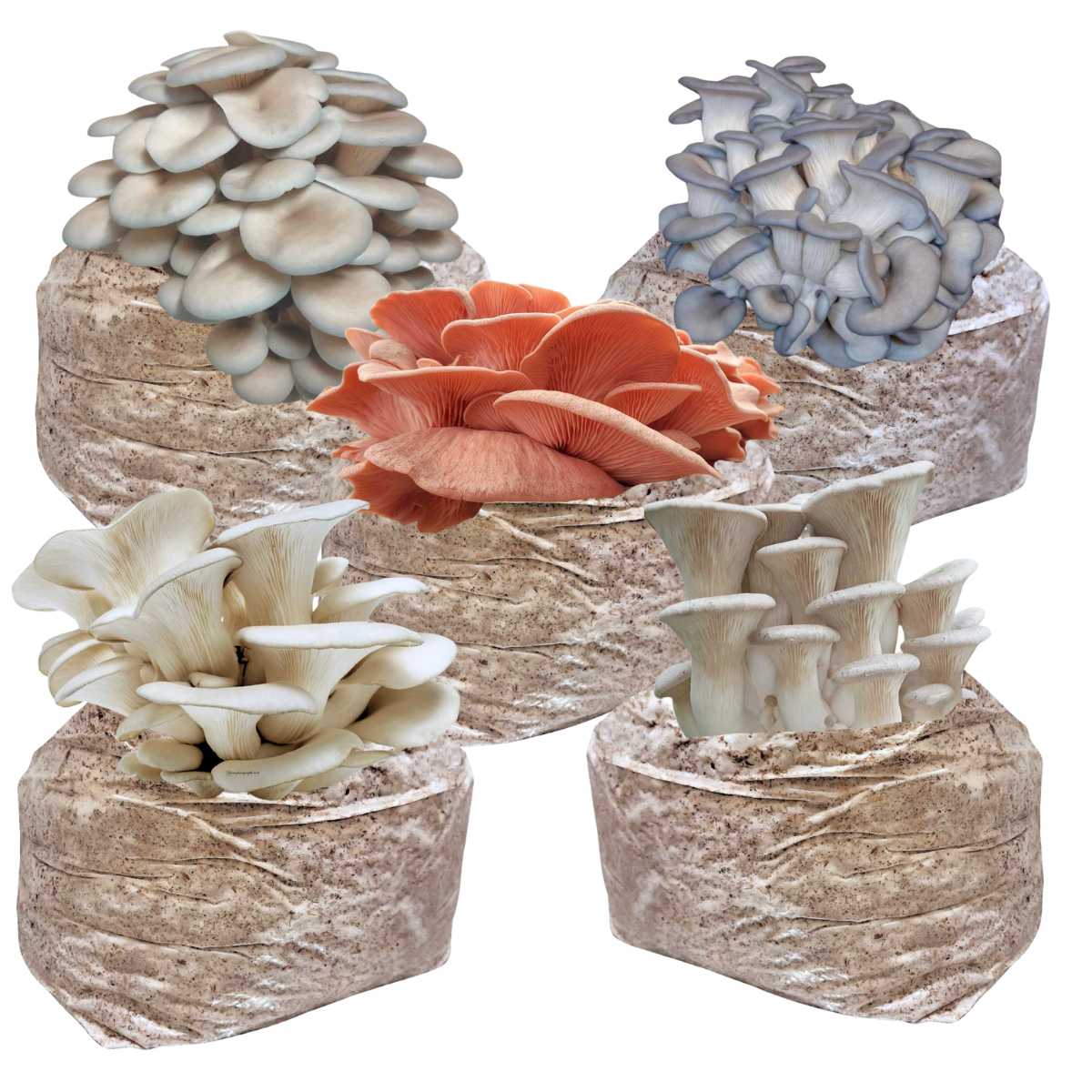 Oyster Mushroom Growing Bundle - 5lb Colonized Blocks