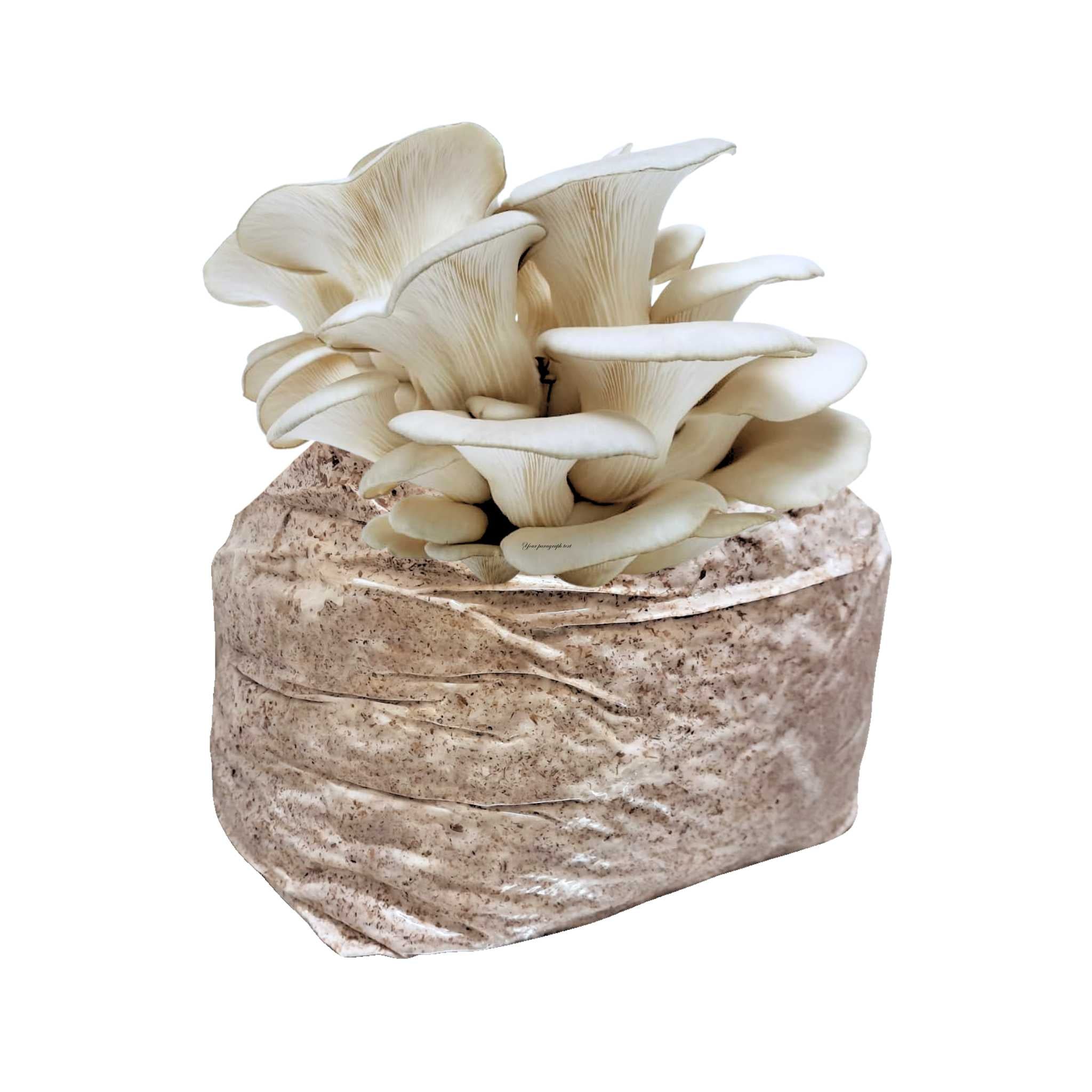Pearl White Mushroom Block - 5lb Colonized