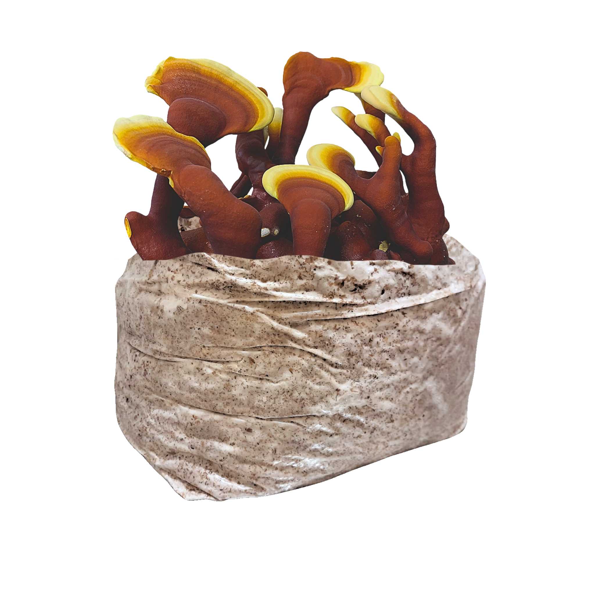 Red Reishi Mushroom Block - 5lb Colonized