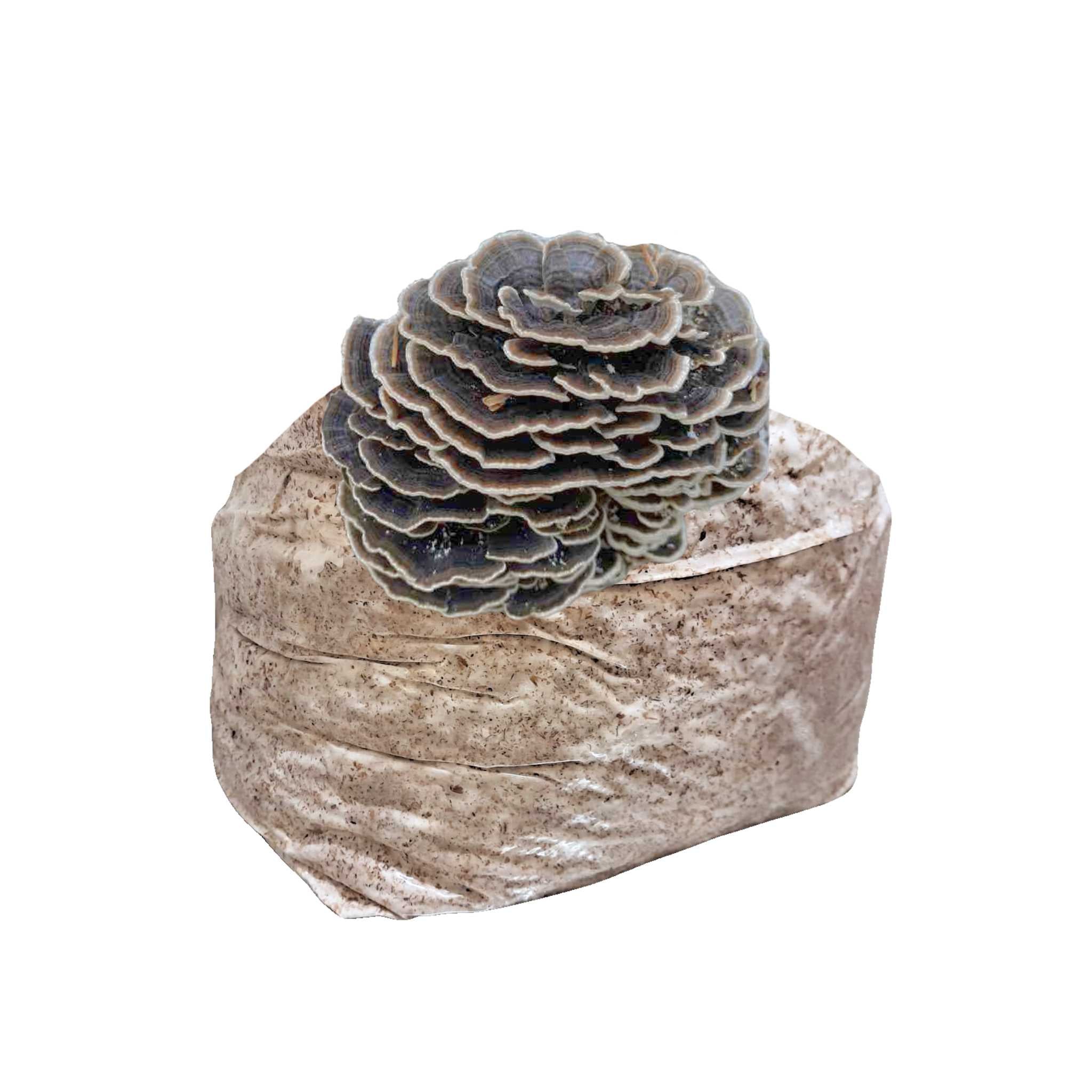 Turkey Tail Mushroom Block - 5lb Colonized