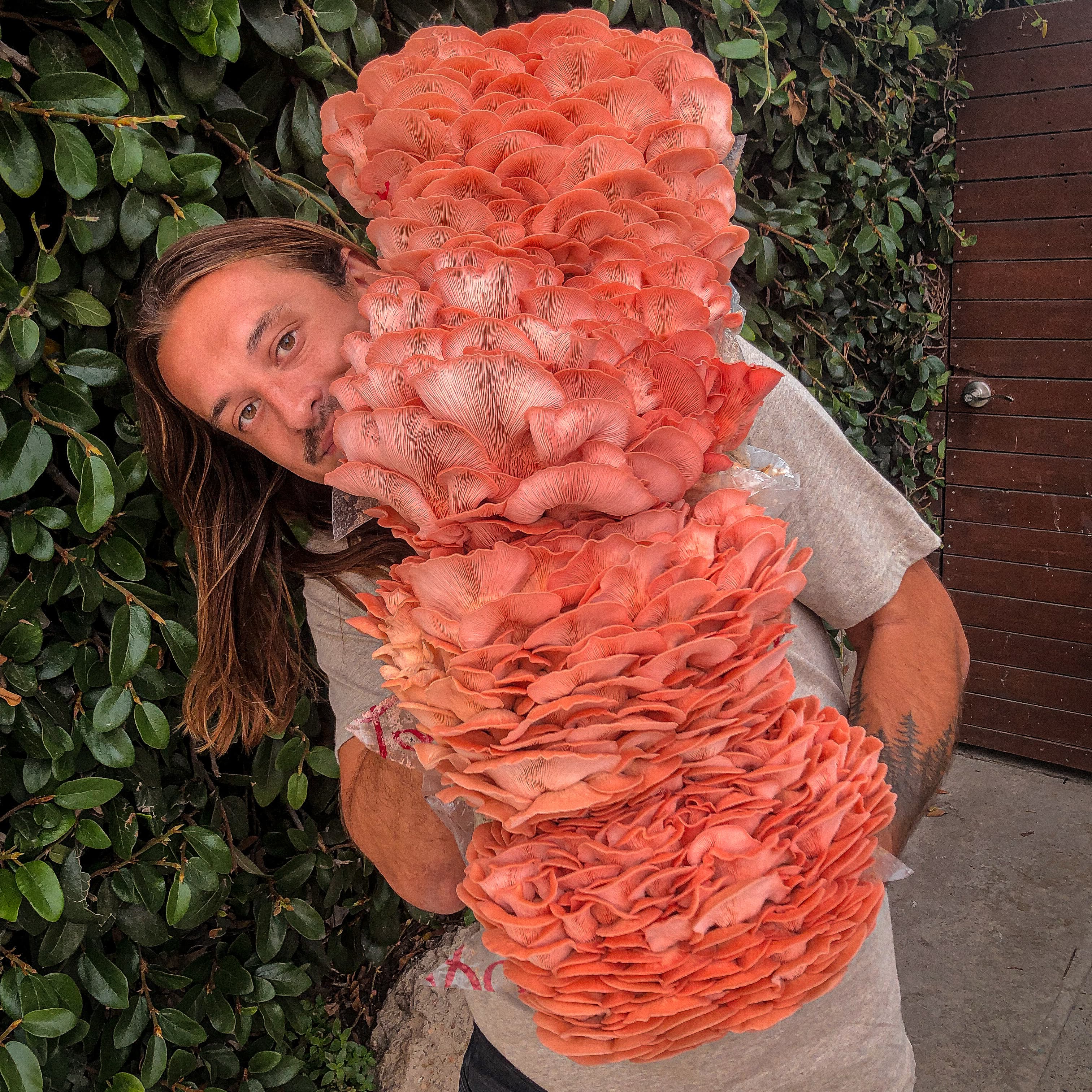 Founder with pink oyster mushroom tower