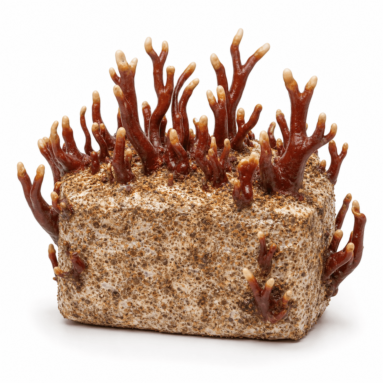 Antler Reishi — 5lb Colonized Block