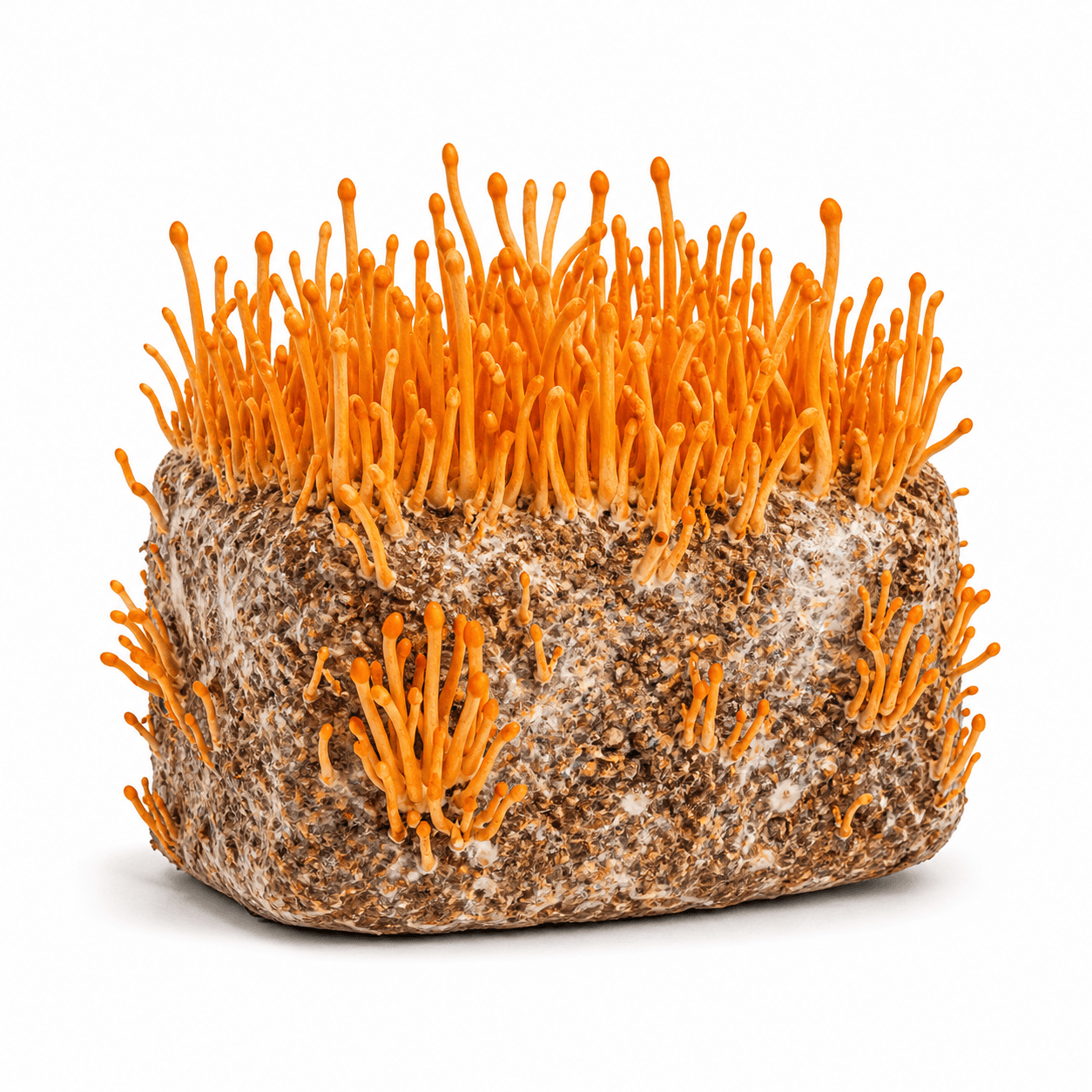 Cordyceps — 2lb Colonized Block