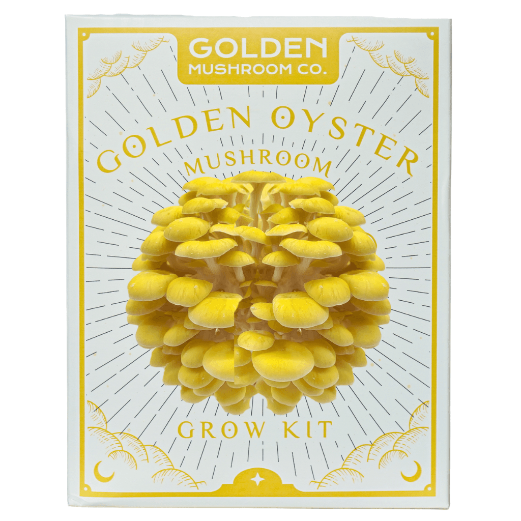 Golden Oyster 3 lb Grow Kit