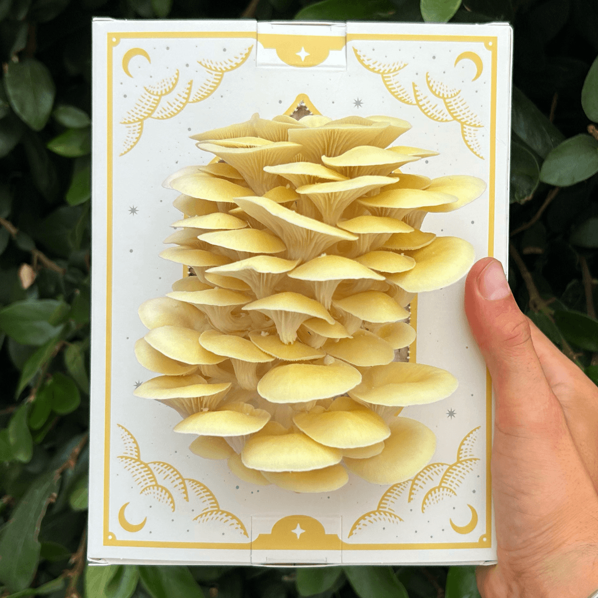 Golden Oyster 3 lb Grow Kit 2