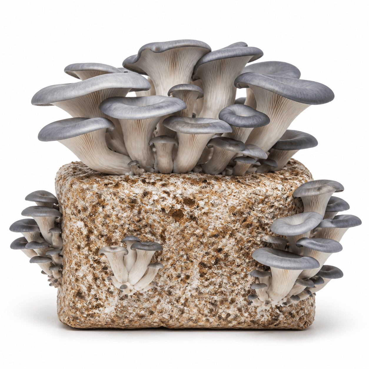 King Blue Oyster — 5lb Colonized Block