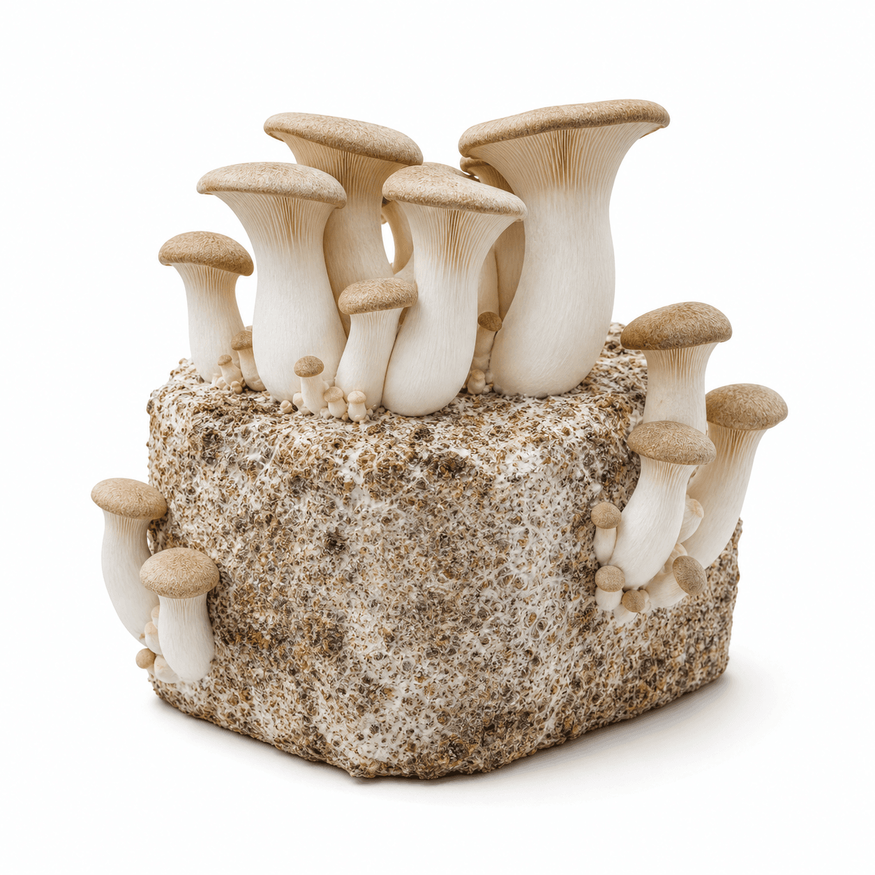 King Trumpet — 5lb Colonized Block