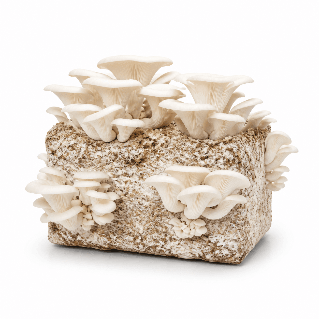 Pearl White Oyster — 5lb Colonized Block