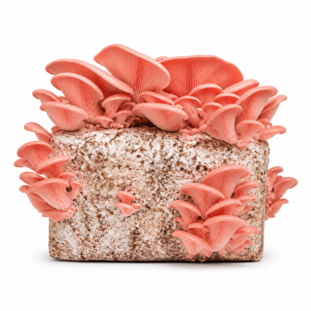 Pink Oyster