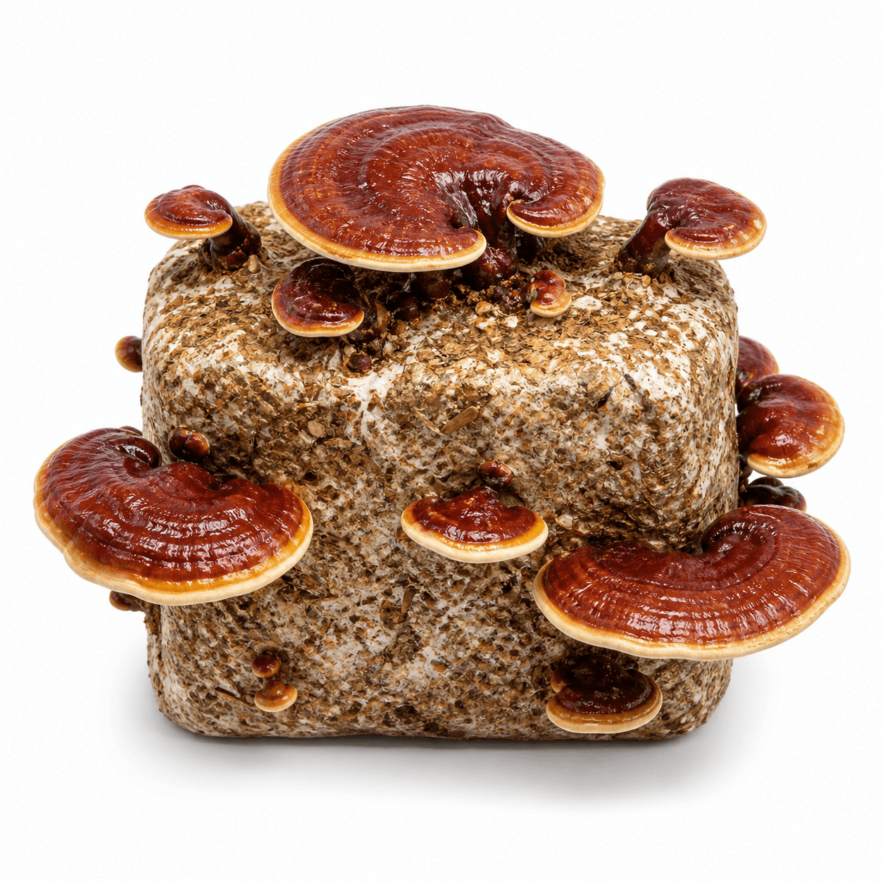 Red Reishi — 5lb Colonized Block