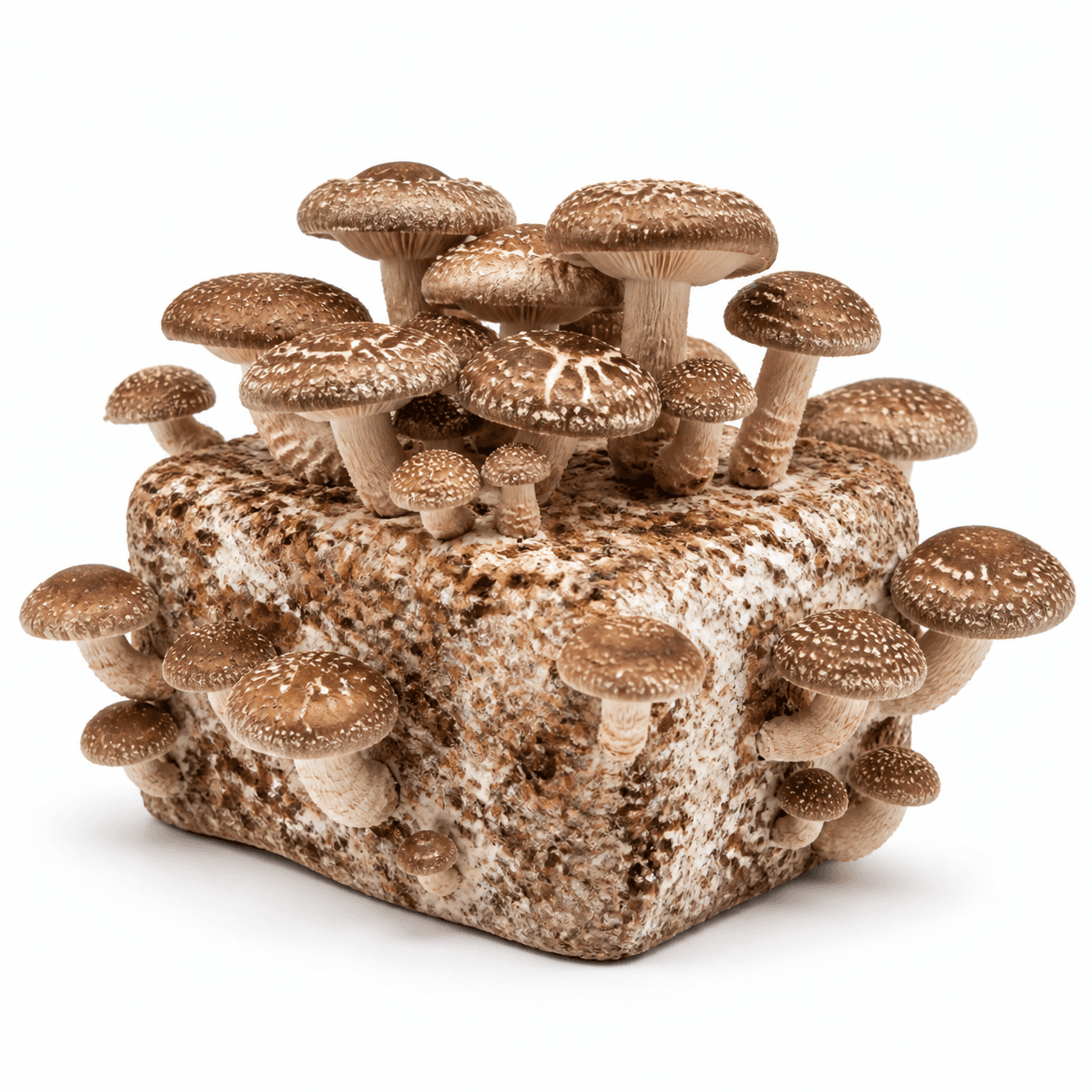 Shiitake — 5lb Colonized Block