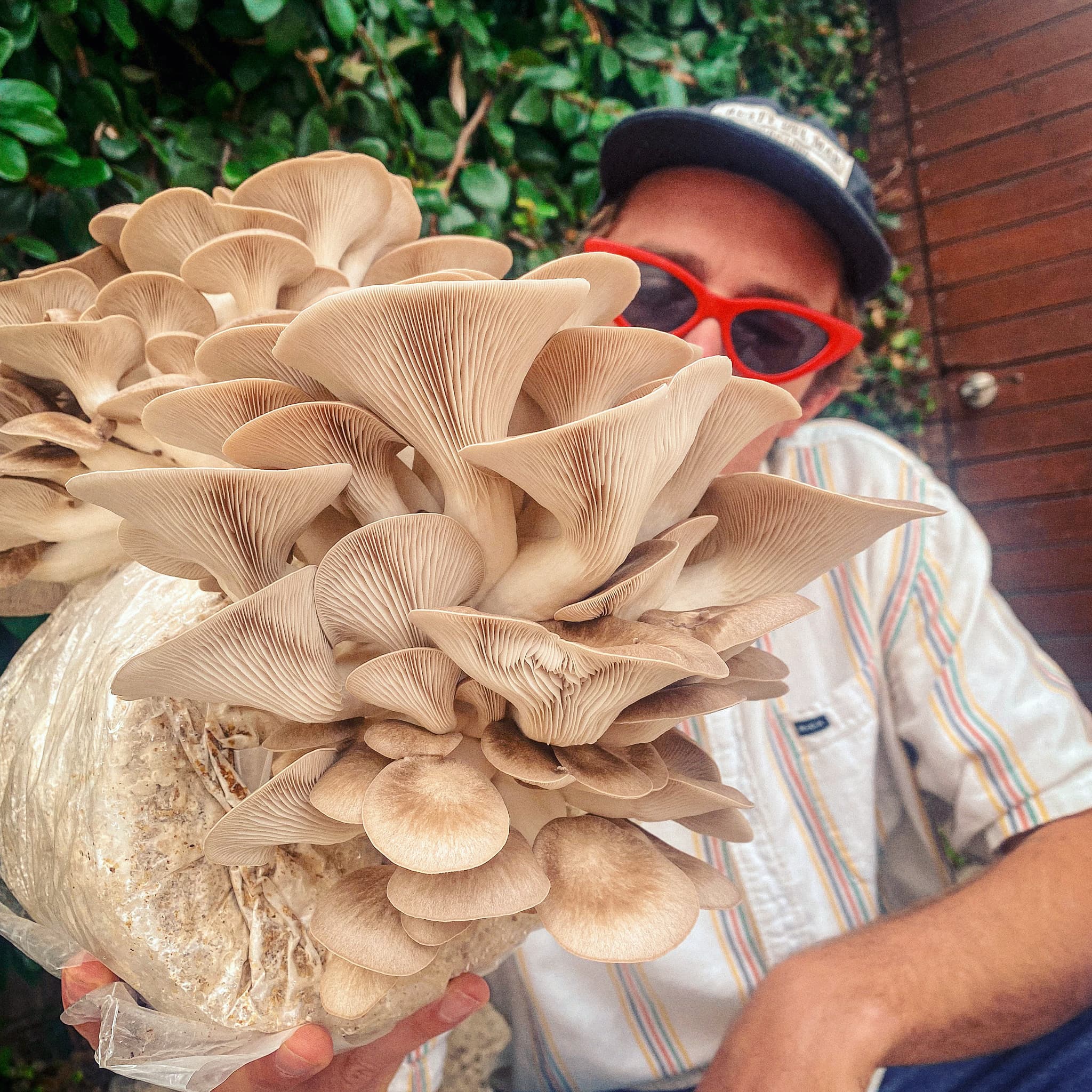 Model with king trumpet mushroom block