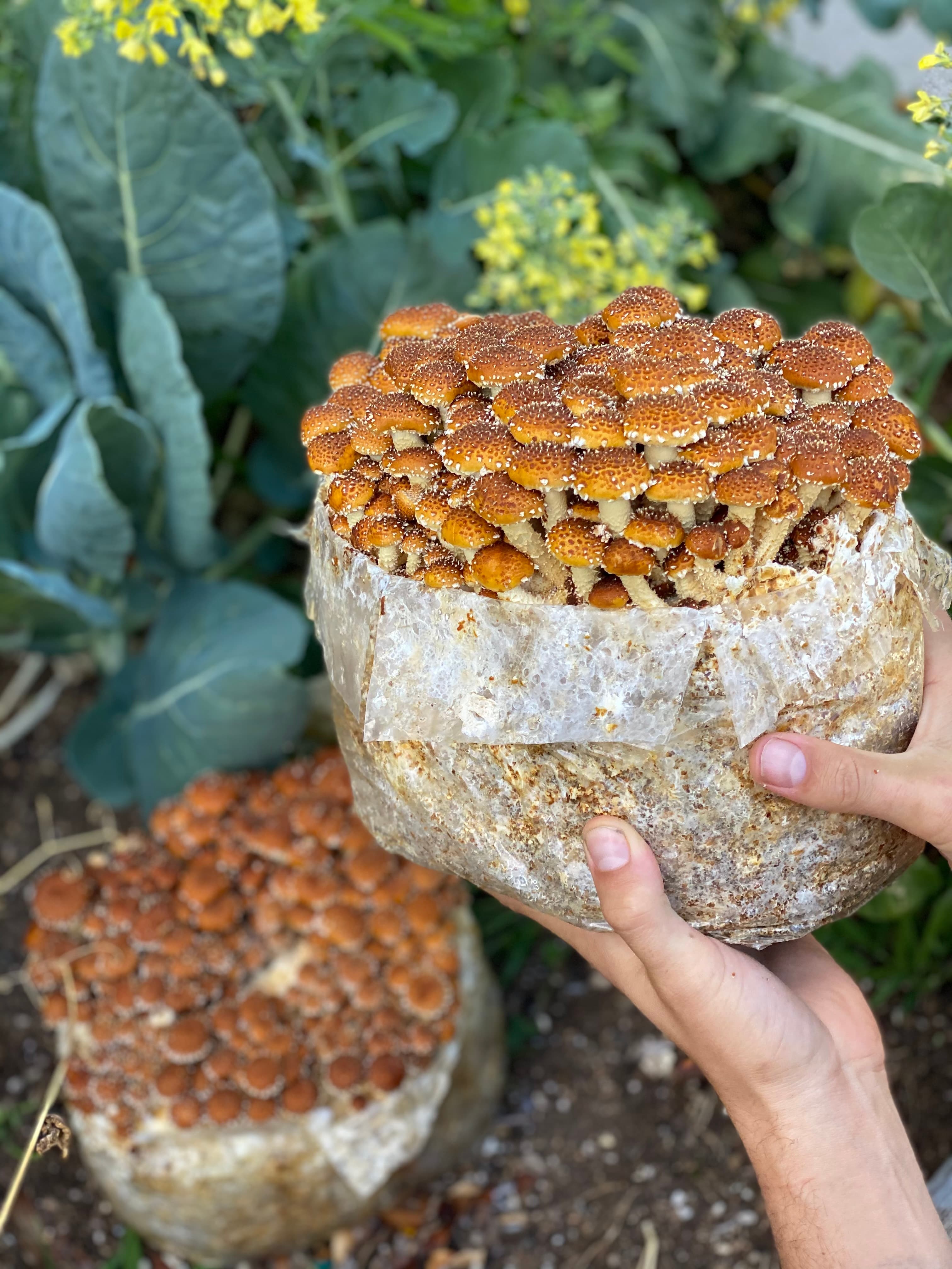 Model with chestnut mushroom block