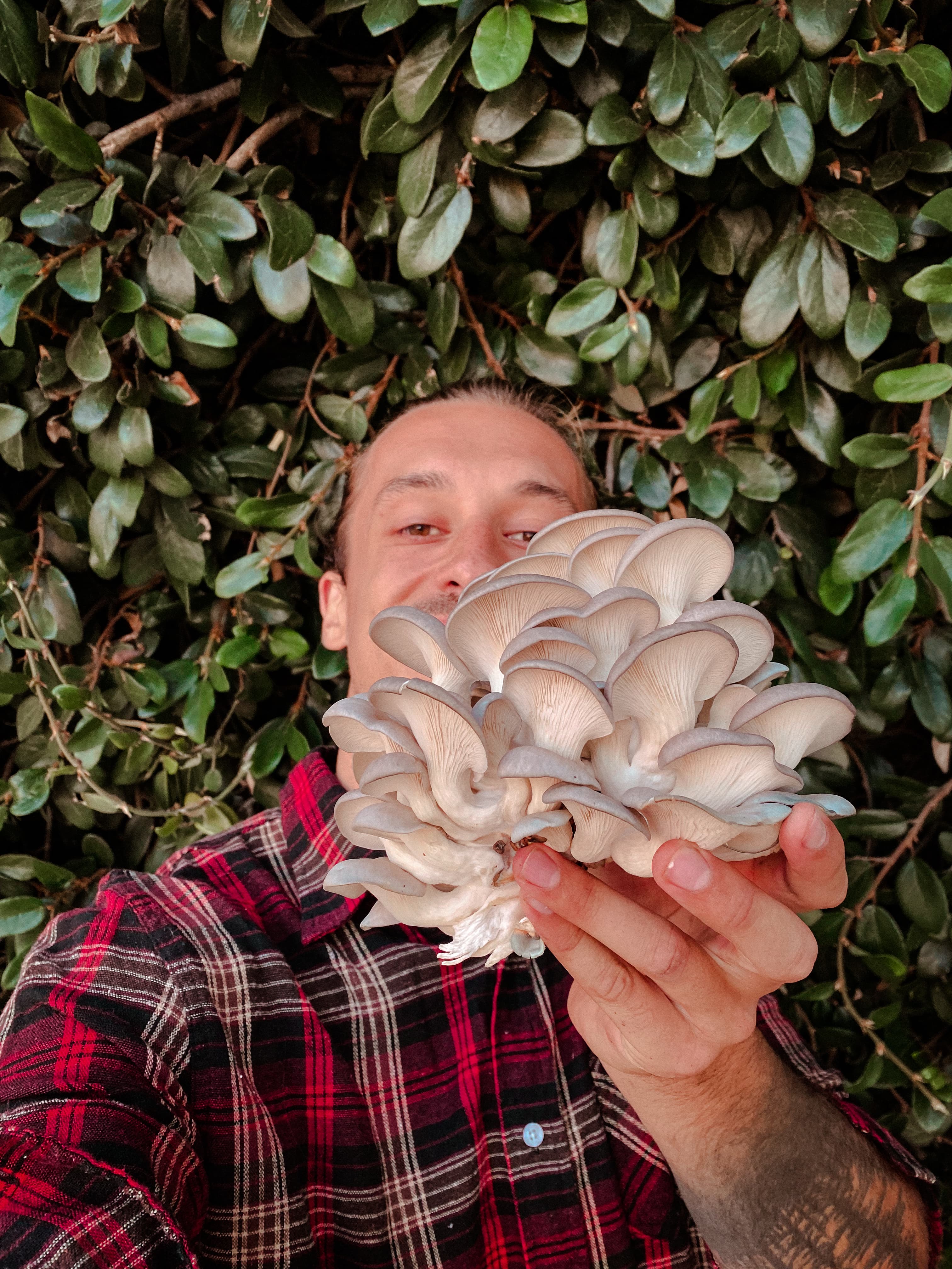 Model with blue oyster mushroom block