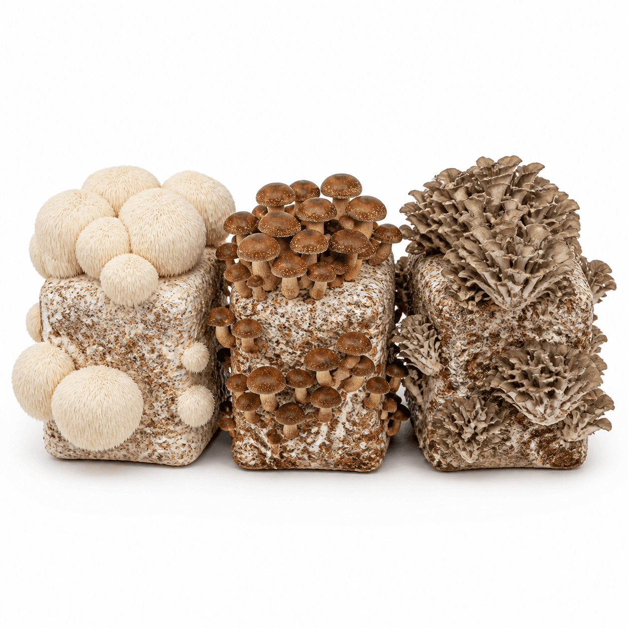 Adaptogenic Mushroom Growing Bundle