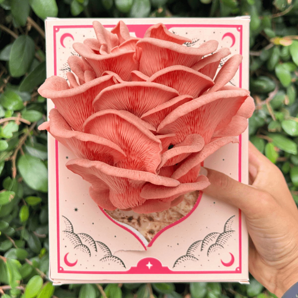 Oyster Mushroom Growing Bundle 2
