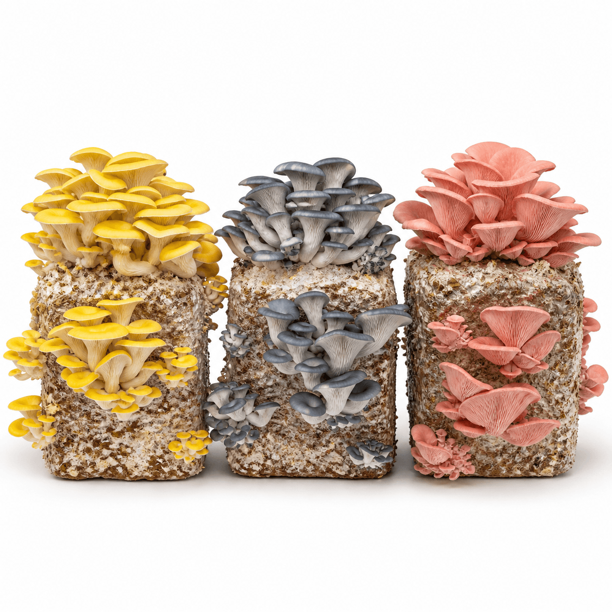 Oyster Mushroom Bundle — 5lb Blocks