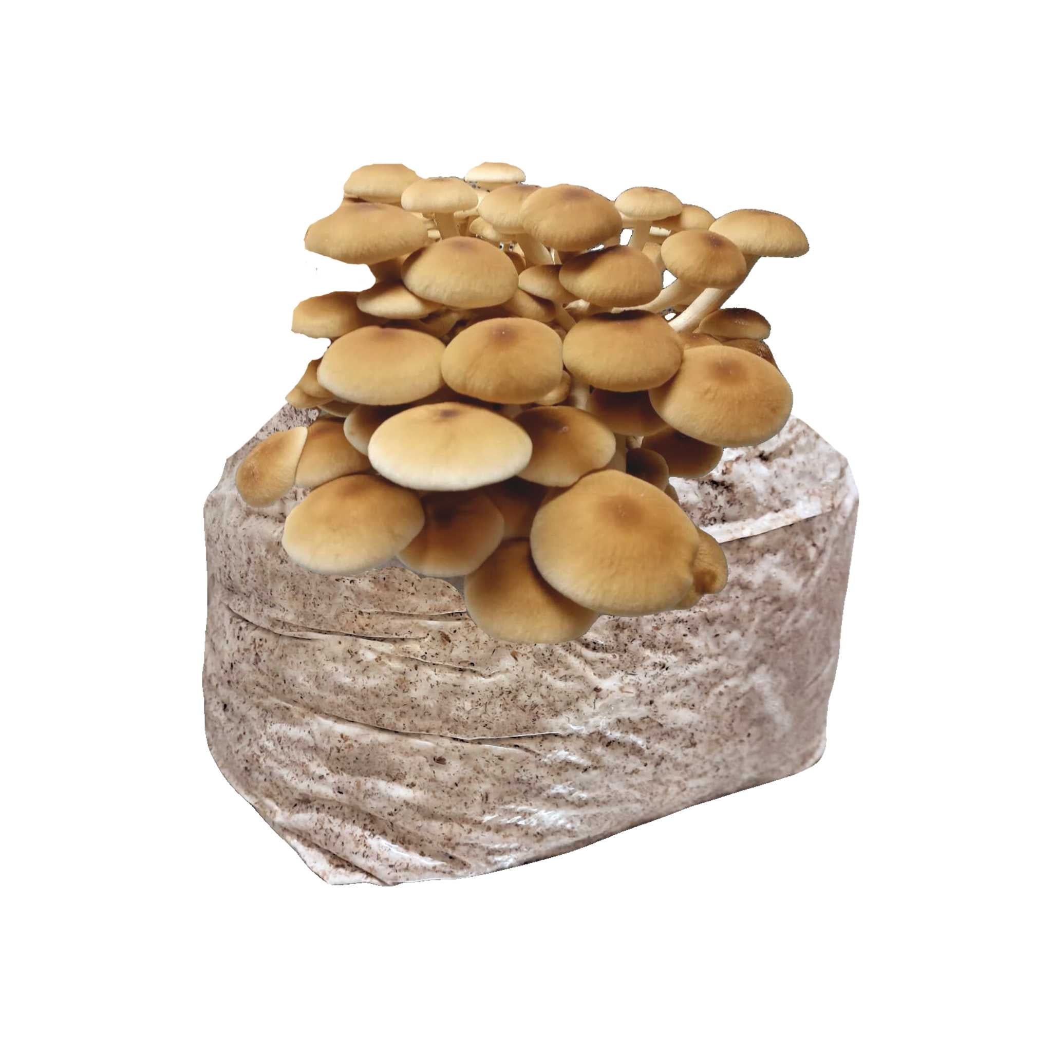 Pioppino Mushroom Block - 5lb Colonized