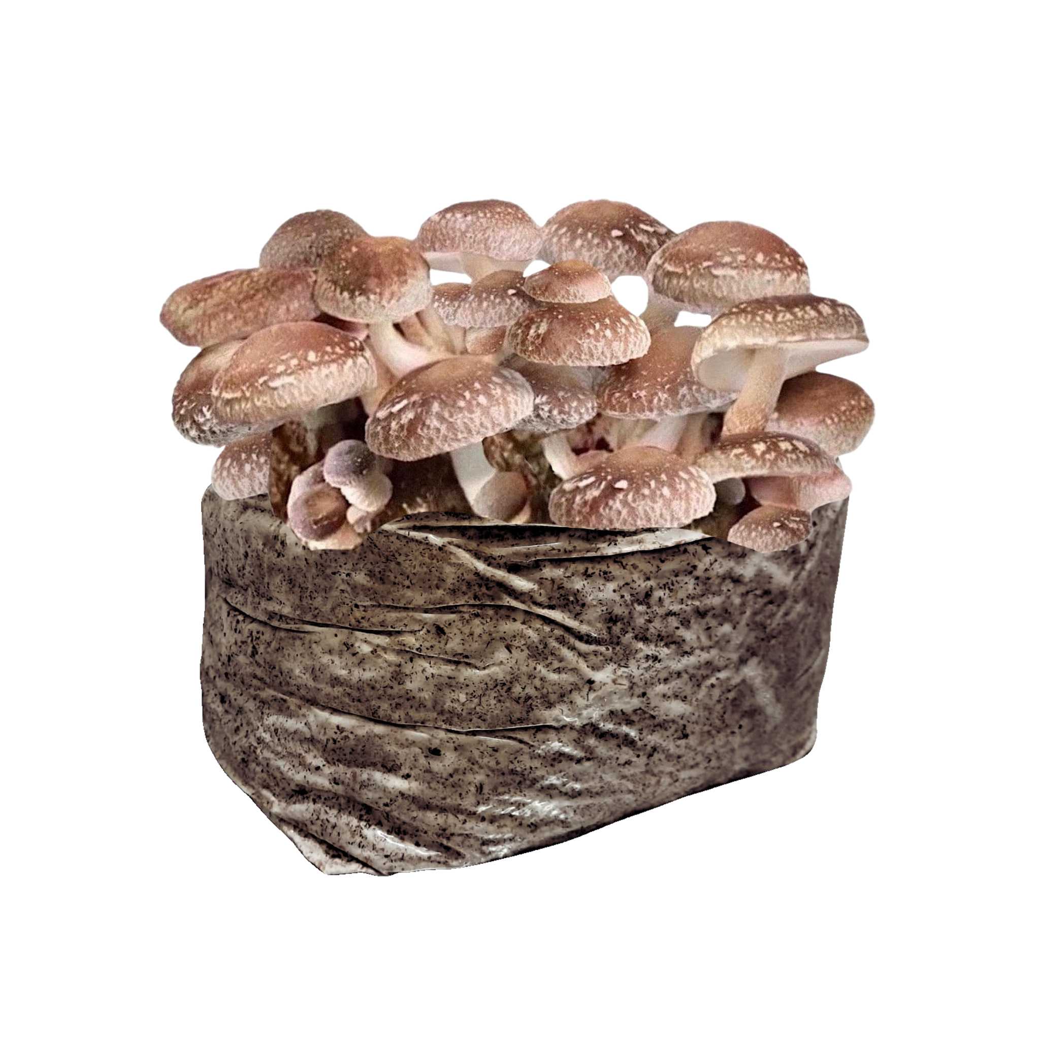 Shiitake Mushroom Block - 5lb Colonized